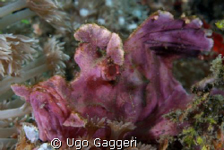 Weedy scorpionfish. Lembeh Streit. by Ugo Gaggeri 